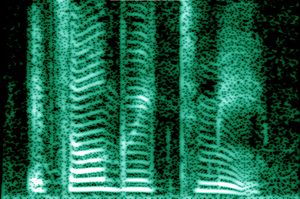 Fisiología del sonido